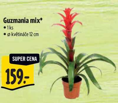 Guzmania mix