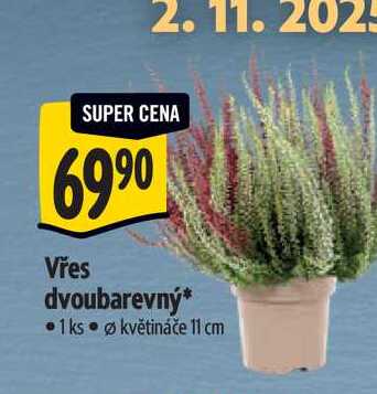   Vřes dvoubarevný, pr. květináče 11 cm 