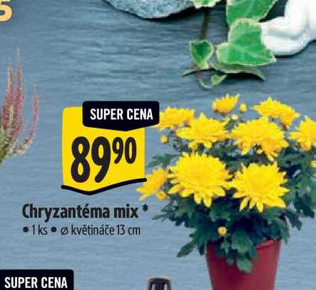   Chryzantéma mix, pr. květináče 13 cm  