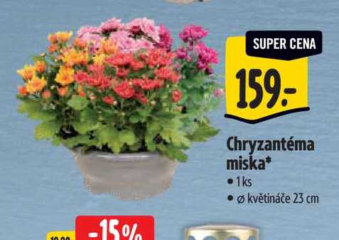  Chryzantéma miska, pr. květináče 23 cm 