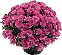LISTOPADKA ZAHRADNÍ (CHRYSANTHEMUM MULTIFLORA)