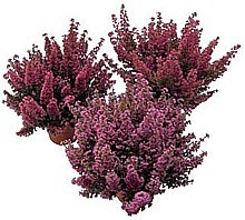VŘESOVEC ČERVENÝ (ERICA GRACILIS)