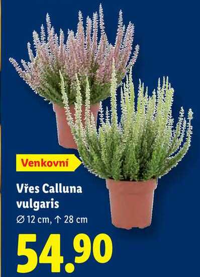 Vřes Calluna vulgaris