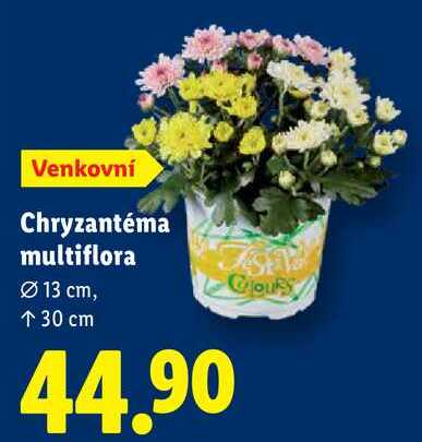 Chryzantéma multiflora