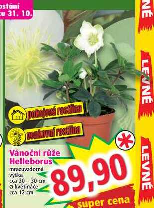 Vánoční růže Helleborus 