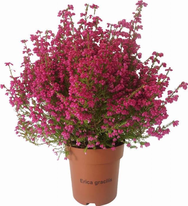 Vřesovec Erica gracilis