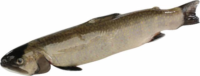 Siven americký (Salvelinus fontinalis) celý, kuchaný s hlavou