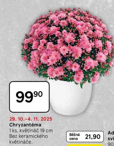 Chryzantéma, 1 ks, květináč 19 cm, bez keramického květináče