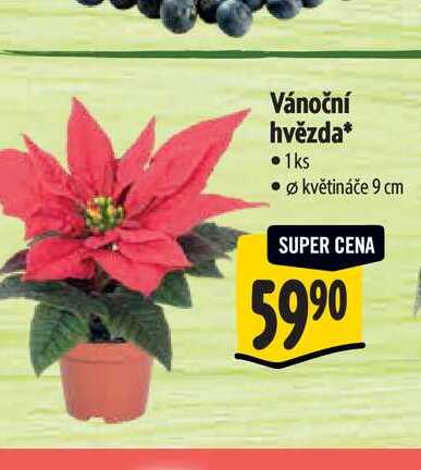 Vánoční hvězda, pr. květináče 9 cm