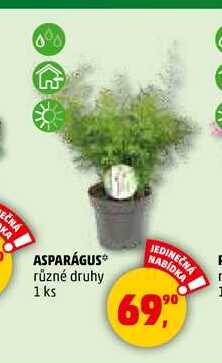 ASPARAGUS, 1 ks