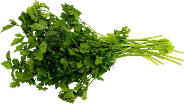 Byliny – Petržel hladkolistá