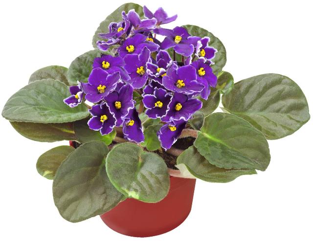 Saintpaulia ionantha