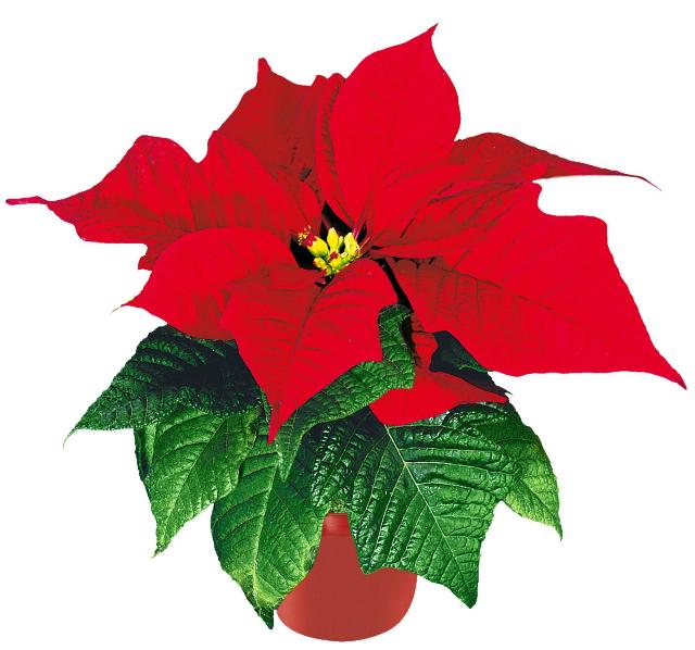 Vánoční hvězda Euphorbia pulcherrima