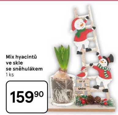 Mix hyacintů ve skle se sněhulákem, 1 ks