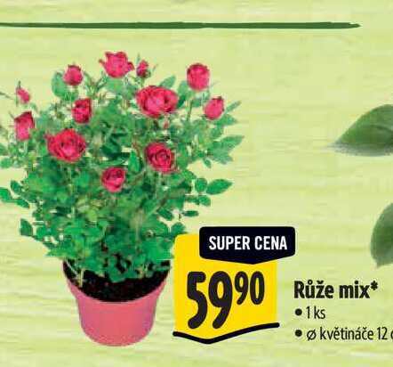  Růže mix, pr.  květináče 12 cm 