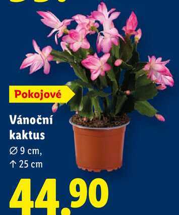 Vánoční kaktus