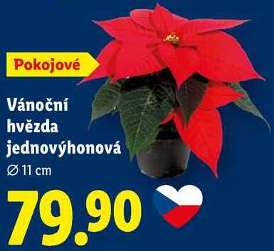 Vánoční hvězda jednovýhonová