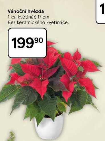 Vánoční hvězda, 1 ks, květináč 17 cm, Bez keramického květináče