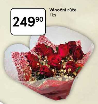 Vánoční růže, 1 ks