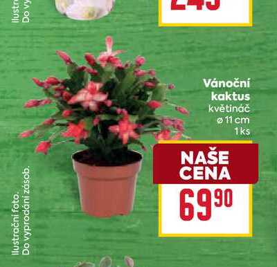 Vánoční kaktus květináč 11 cm 1ks