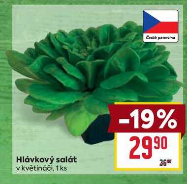 Hlávkový salát v květináči, 1 ks