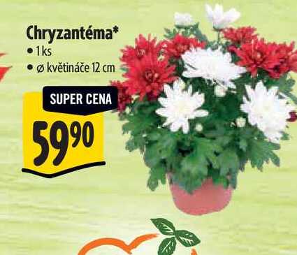 Chryzantéma, pr. větináče 12 cm