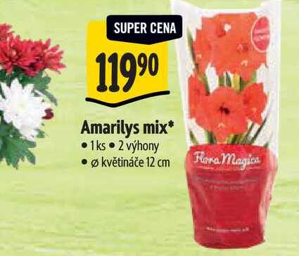 Amarilys mix 2 výhony pr. květináče 12 cm