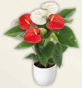 Anthurium