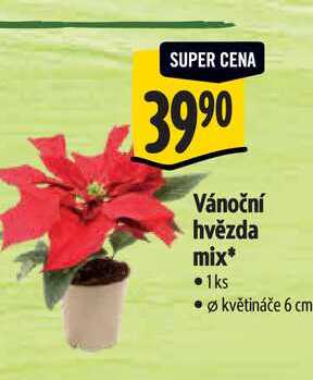 Vánoční hvězda mix