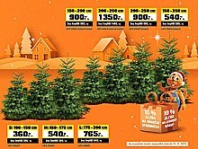 Vánoční stromeček Nordmann 200–250 cm