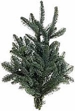 SVAZEK VĚTVÍ NOBILIS