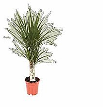 DRAČINEC VROUBENÝ (DRACENA MARGINATA)