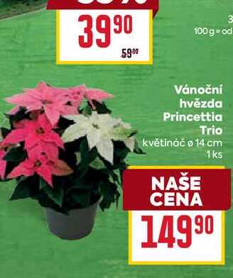 Vánoční hvězda Princettia Trio květináč o 14 cm 