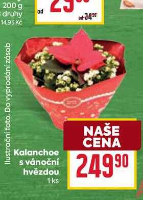Kalanchoe s vánoční hvězdou 1ks