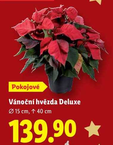 Vánoční hvězda Deluxe