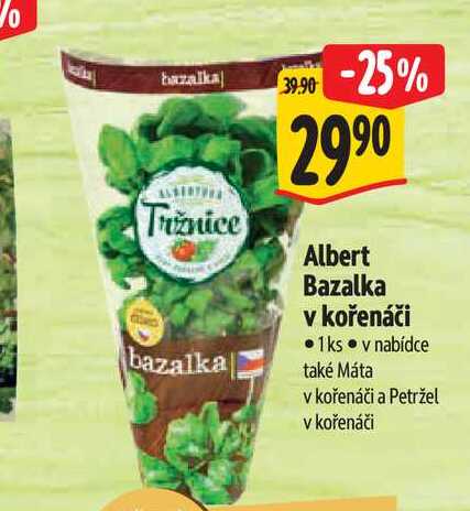   Albert Bazalka v kořenáči  1 ks  