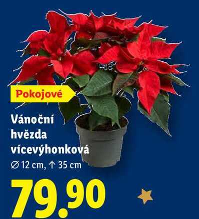 Vánoční hvězda vícevýhonková