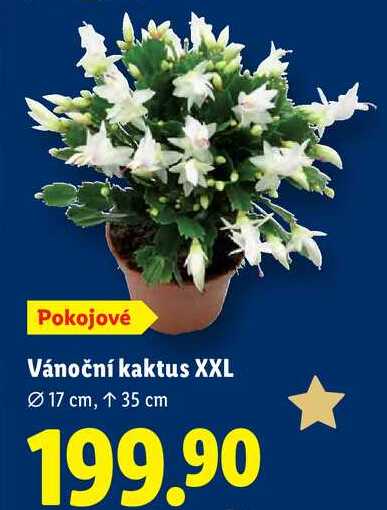 Vánoční kaktus XXL