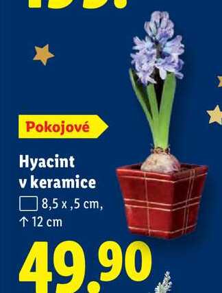Hyacint v keramice