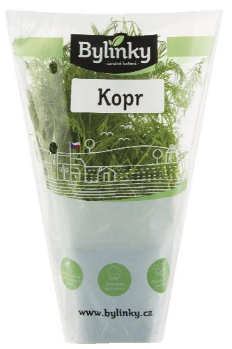 Petržel kadeřavá v květináči, 1 KS