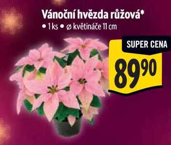 Vánoční hvězda růžová