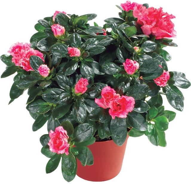 Pokojová azalka Rhododendron simsii