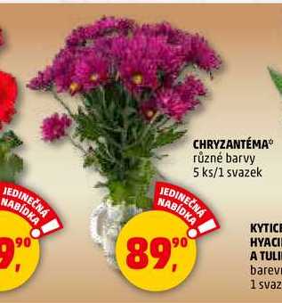 CHRYZANTÉMA, 1 svazek