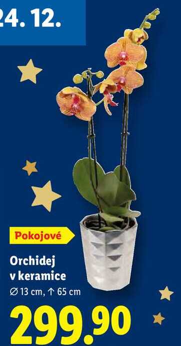 Orchidej v keramice 