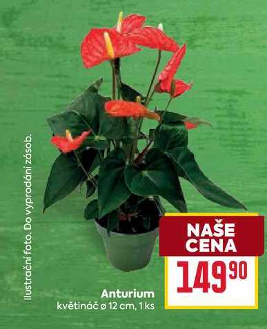 Anturium květináč o 12 cm, 1ks