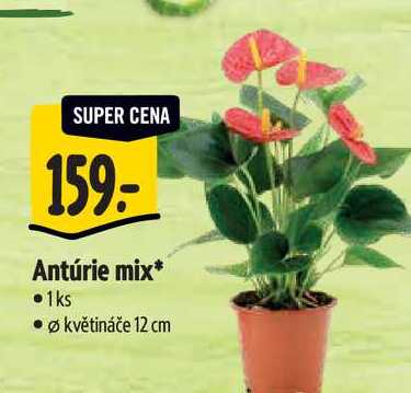   Antúrie mix, pr.  květináče 12 cm 