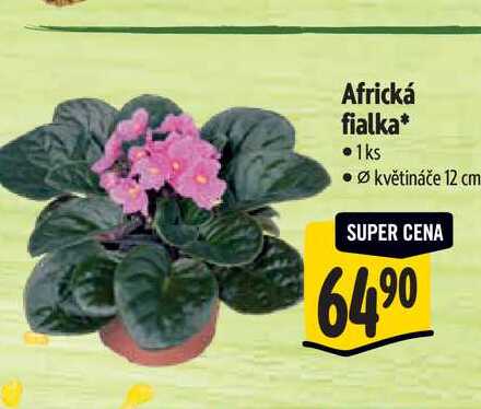 Africká fialka, pr.  květináče 12 cm 