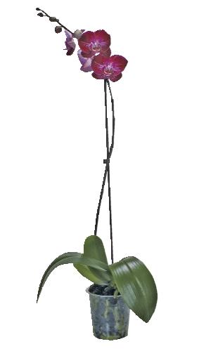 Phalaenopsis 1 výhon
