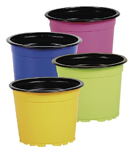 Předpěstovací program, 12 KS