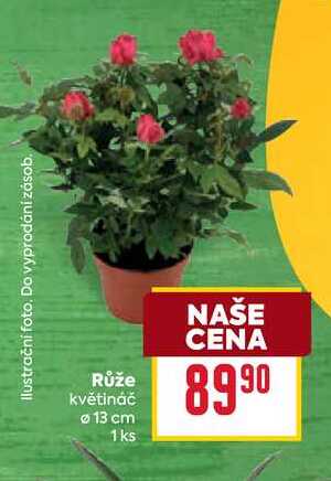 Růže květináč 13 cm 1ks